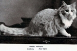 Istorija mačaka maine coon