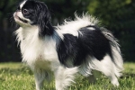 Japanese chin