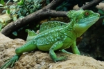 Gušter trči po vodi - kaciga od baziliska (basiliscus plumifrons)