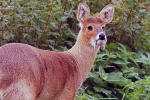 Mošusni jelen (lat. Moschus moschiferus)