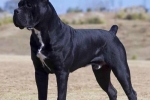 Cane corso