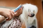 Chinese crested