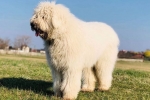 Komondor ili mađarski ovčar