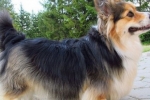 Corgi fluffy: nova rasa ili brak rase?