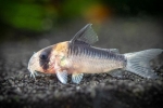 Koridori (corydoras) popularna vrsta