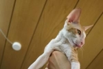 Cornish rex: opis pasmine, njega i održavanje