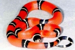 Kraljevska zmija (lampropeltis)